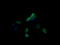 Mitogen-Activated Protein Kinase Kinase 3 antibody, LS-C787749, Lifespan Biosciences, Immunofluorescence image 