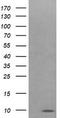 Cytochrome C Oxidase Subunit 6C antibody, LS-C174726, Lifespan Biosciences, Western Blot image 