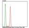 Methyltransferase Like 26 antibody, NBP2-76949, Novus Biologicals, Flow Cytometry image 