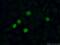MMS19 nucleotide excision repair protein homolog antibody, 16015-1-AP, Proteintech Group, Immunofluorescence image 