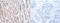 Calbindin 2 antibody, CSB-PA004433, Cusabio, Immunohistochemistry paraffin image 