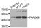 Par-6 Family Cell Polarity Regulator Beta antibody, STJ27055, St John