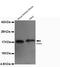 Cytochrome C Oxidase Subunit 4I1 antibody, LS-C178355, Lifespan Biosciences, Western Blot image 