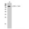 Fibroblast Growth Factor Receptor 4 antibody, LS-C381101, Lifespan Biosciences, Western Blot image 