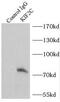 Kinesin Family Member 2C antibody, FNab04562, FineTest, Immunoprecipitation image 
