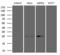 Translin antibody, LS-C794719, Lifespan Biosciences, Western Blot image 