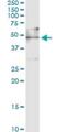 Elongation factor 1-gamma antibody, H00001937-M03, Novus Biologicals, Immunoprecipitation image 