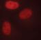 FosB Proto-Oncogene, AP-1 Transcription Factor Subunit antibody, PA5-17504, Invitrogen Antibodies, Immunofluorescence image 