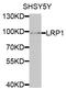 LDL Receptor Related Protein 1 antibody, LS-C331470, Lifespan Biosciences, Western Blot image 