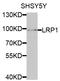 APR antibody, LS-C331470, Lifespan Biosciences, Western Blot image 