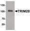 Tripartite Motif Containing 28 antibody, PA5-34485, Invitrogen Antibodies, Western Blot image 