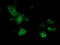 Mahogunin Ring Finger 1 antibody, LS-C337320, Lifespan Biosciences, Immunofluorescence image 