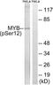 MYB Proto-Oncogene, Transcription Factor antibody, LS-C199289, Lifespan Biosciences, Western Blot image 
