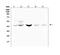 Bone Morphogenetic Protein 15 antibody, A01842, Boster Biological Technology, Western Blot image 