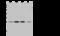 NADH:Ubiquinone Oxidoreductase Core Subunit V2 antibody, GTX02504, GeneTex, Western Blot image 