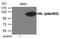 Lipase E, Hormone Sensitive Type antibody, GTX55413, GeneTex, Western Blot image 