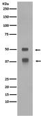 Lymphoid Enhancer Binding Factor 1 antibody, M00605, Boster Biological Technology, Western Blot image 