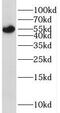 Serine/Threonine Kinase 38 antibody, FNab08337, FineTest, Western Blot image 