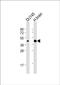 5-Hydroxytryptamine Receptor 1E antibody, PA5-72279, Invitrogen Antibodies, Western Blot image 