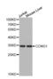 CCNG1 antibody, abx001291, Abbexa, Western Blot image 