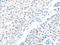 ADAM Metallopeptidase Domain 32 antibody, CSB-PA043425, Cusabio, Immunohistochemistry frozen image 