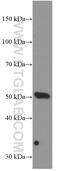 Bone Morphogenetic Protein 5 antibody, 66370-1-Ig, Proteintech Group, Western Blot image 