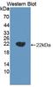 Interleukin 18 antibody, LS-C372444, Lifespan Biosciences, Western Blot image 
