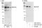 BCL6 Corepressor antibody, A301-673A, Bethyl Labs, Western Blot image 