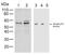 SMAD2 antibody, 700050, Invitrogen Antibodies, Western Blot image 