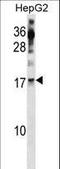 RNA polymerase II RBP8 antibody, LS-C155817, Lifespan Biosciences, Western Blot image 