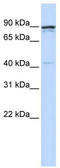 Cyclin T1 antibody, TA330358, Origene, Western Blot image 