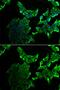 SCY1 Like Pseudokinase 1 antibody, GTX33489, GeneTex, Immunofluorescence image 