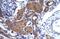 IKAROS Family Zinc Finger 2 antibody, PA5-40417, Invitrogen Antibodies, Immunohistochemistry frozen image 