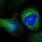 Endothelial Cell Adhesion Molecule antibody, NBP2-56089, Novus Biologicals, Immunofluorescence image 