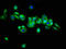 Arylsulfatase Family Member H antibody, LS-C674500, Lifespan Biosciences, Immunofluorescence image 