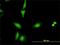 CASP2 And RIPK1 Domain Containing Adaptor With Death Domain antibody, H00008738-M01, Novus Biologicals, Immunofluorescence image 