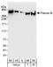 ABP-278 antibody, A301-726A, Bethyl Labs, Western Blot image 