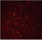 PYD And CARD Domain Containing antibody, NBP1-77297, Novus Biologicals, Immunofluorescence image 