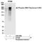 RNA Polymerase II antibody, A304-409A, Bethyl Labs, Immunoprecipitation image 