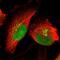 PR/SET Domain 2 antibody, HPA005809, Atlas Antibodies, Immunofluorescence image 