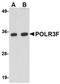 RNA Polymerase III Subunit F antibody, orb75032, Biorbyt, Western Blot image 