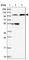 Nucleotide Binding Oligomerization Domain Containing 2 antibody, HPA041985, Atlas Antibodies, Western Blot image 