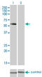 VRK Serine/Threonine Kinase 2 antibody, LS-C198433, Lifespan Biosciences, Western Blot image 