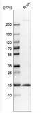 Purkinje cell protein 4 antibody, NBP1-80929, Novus Biologicals, Western Blot image 