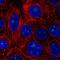 Histone deacetylase 10 antibody, HPA056514, Atlas Antibodies, Immunofluorescence image 