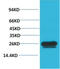 Heat Shock Protein Family B (Small) Member 1 antibody, GTX34000, GeneTex, Western Blot image 