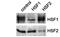 Heat Shock Transcription Factor 2 antibody, orb67321, Biorbyt, Western Blot image 