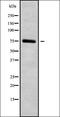 Gamma-Aminobutyric Acid Type A Receptor Rho2 Subunit antibody, orb338322, Biorbyt, Western Blot image 