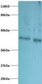 Defender Against Cell Death 1 antibody, LS-C210888, Lifespan Biosciences, Western Blot image 