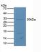 ATF4 antibody, LS-C692367, Lifespan Biosciences, Western Blot image 